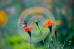 Blue spotted milkweed butterfly or danainae or milkweed butterfly feeding on the flower plants in natural   environment, macro sho