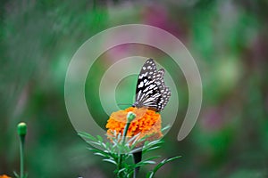 Blue spotted milkweed butterfly or danainae or milkweed butterfly feeding on the flower plants in natural   environment, macro sho