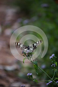 Blue spotted milkweed butterfly or danainae or milkweed butterfly feeding on the flower plants during springtime