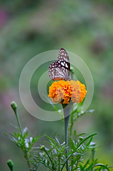 Blue spotted milkweed butterfly or danainae or milkweed butterfly feeding on the Marigold flower plants during springtime