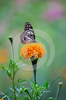 Blue spotted milkweed butterfly or danainae or milkweed butterfly feeding on the Marigold flower plants during springtime