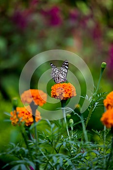 Blue spotted milkweed butterfly or danainae or milkweed butterfly resting on the plants during springtime