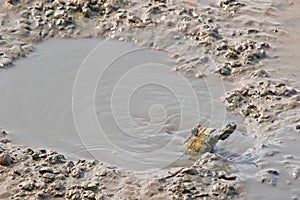 Blue spotted mudskipper spits out mud from its mouth to make a b