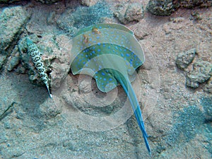 Blue Spotted Ray and Lizard Fish