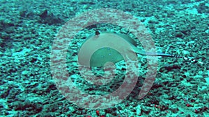 Blue spotted ray swimming amongst coral reef on the ocean floor, Bali