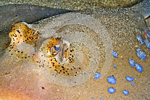 Blue-spotted Ribbontail Ray, Bunaken National Marine Park, Indonesia