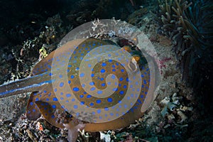 Blue-Spotted Ribbontail Ray on Seafloor