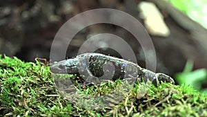 Blue Spotted Salamander