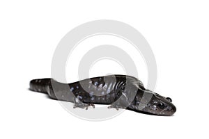 Blue-spotted Salamander