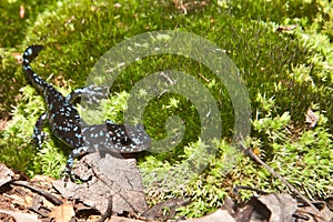 Blue-spotted Salamander