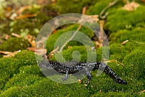 Blue-spotted Salamander