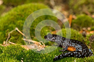 Blue-spotted Salamander