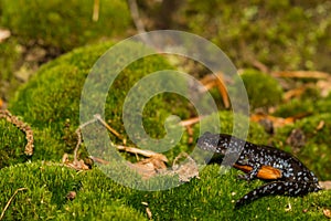 Blue-spotted Salamander