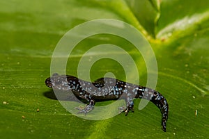 Blue-spotted Salamander