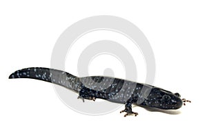 Blue Spotted Salamander (Ambystoma laterale)