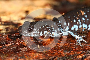 Blue-spotted Salamander (Ambystoma laterale)