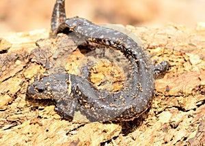 Blue-spotted Salamander (Ambystoma laterale)