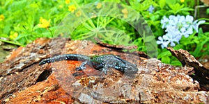 Blue-spotted Salamander (Ambystoma laterale)