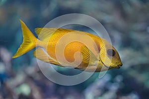 Blue-spotted spinefoot Siganus corallinus