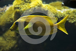 The Blue-spotted spinefoot Siganus corallinus.