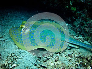 Blue Spotted Sting Ray