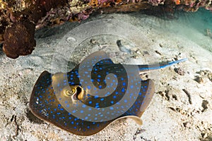 Blue spotted sting ray on coral reef with scuba divers