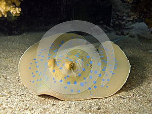 Blue spotted stingray