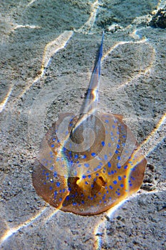 Blue spotted stingray