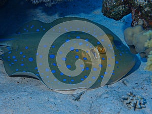 Blue spotted stingray