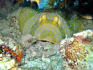 Blue-Spotted Stingray