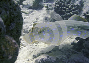 Blue Spotted Stingray