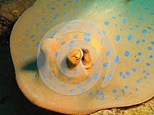 Blue-spotted stingray