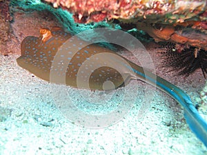 Blue spotted stingray