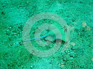 Blue spotted stingray