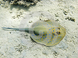 Blue spotted stingray