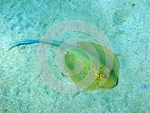Blue-spotted stingray