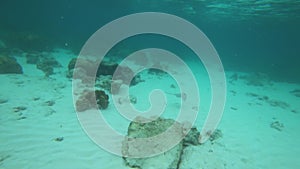 Blue Spotted stingray in the Andaman Sea