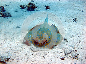 Blue Spotted Stingray, Bluespotted ribbontail ray. A beautiful stingray