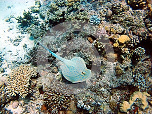 Blue Spotted Stingray, Bluespotted ribbontail ray. A beautiful stingray