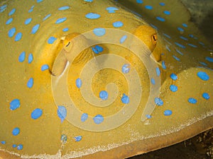 Blue-spotted stingray