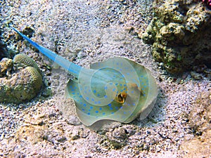 Blue-spotted stingray and coral