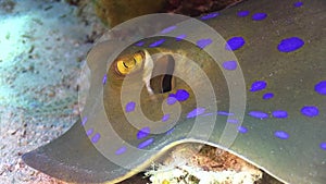 Blue Spotted Stingray on Coral Reef