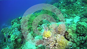 Blue Spotted Stingray on Coral Reef