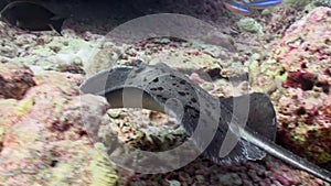 Blue Spotted Stingray on Coral Reef sandy bottom.