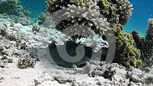 Blue Spotted Stingray on Coral Reef sandy bottom.