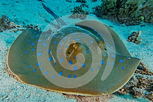 Blue spotted stingray in the Red Sea