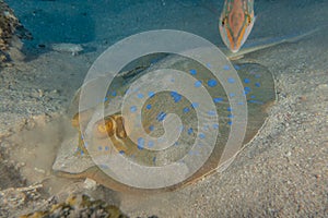 Blue spotted stingray in the Red Sea