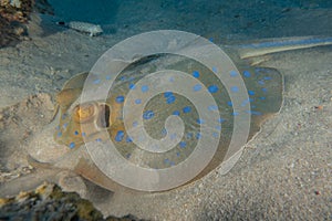 Blue spotted stingray in the Red Sea