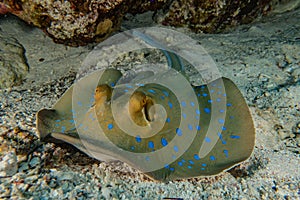 Blue spotted stingray in the Red Sea