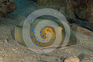 Blue spotted stingray  in the Red Sea